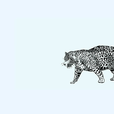 Roaring jaguar